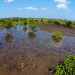 Thor Heyerdahl Climate Park Myanmar - Worldview International Foundation - Mangrove Planting
