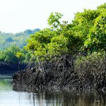 Worldview International Foundation - Thor Heyerdahl Climate Park In Myanmar