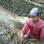 Worldview International Foundation - Thor Heyerdahl Climate Park In Myanmar