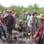 Mangrove Field Broken Roots and New Trees and Team IMG_0282