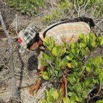 Mangrove Tree Field Girl Planting IMG_0204