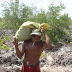 Mangrove Tree Field Man with Seeds Bag Portrait IMG_0326