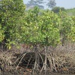 Mangrove Tree Roots River