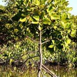 Mangrove tree