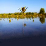 Worldview International Foundation - Thor Heyerdahl Climate Park In Myanmar